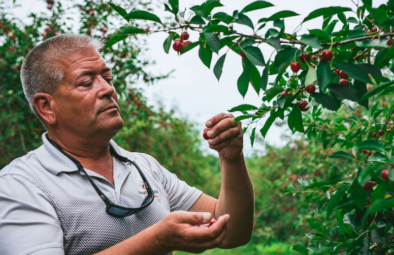 Farmer holding cherries