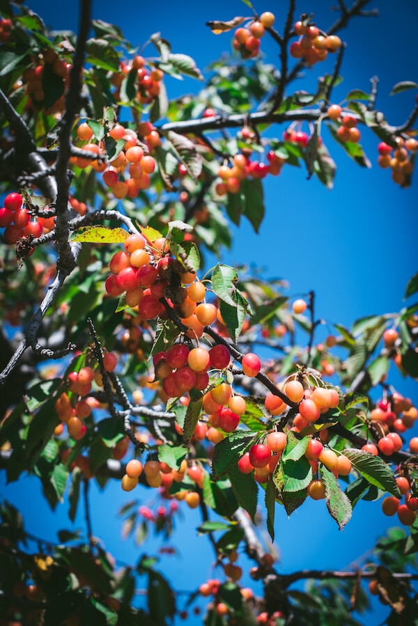 A bunch of cherries on branch in a Michigan cherry orchard.