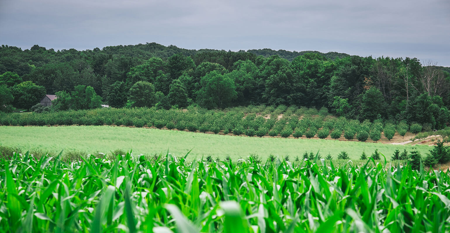 Corn field and orchard