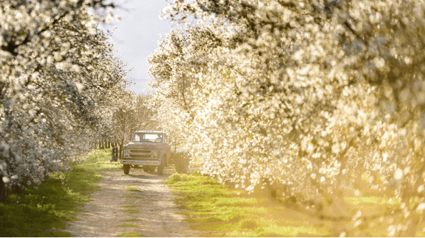 mcmullin orchards