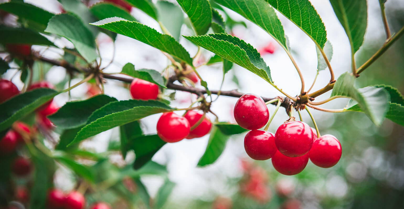 Cherries on a tree branch