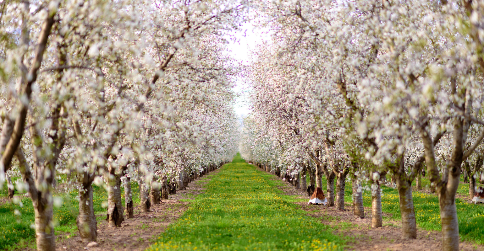 A close look at cherry blossoms in an orchard on cloudy day.