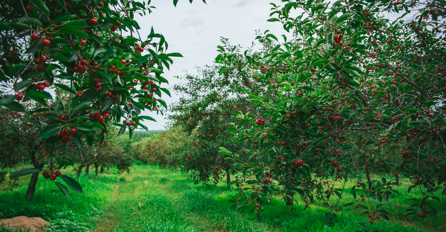 A rolling green landscape of a cherry orchard on slightly cloudy day.